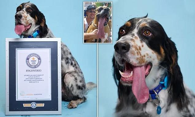 English Setter claims the world record for dog with the longest TONGUE