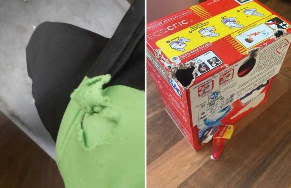 I live in rat hell – giant vermin nick my biscuits as they run riot and one even chewed through a jacket to get a sweet | The Sun
