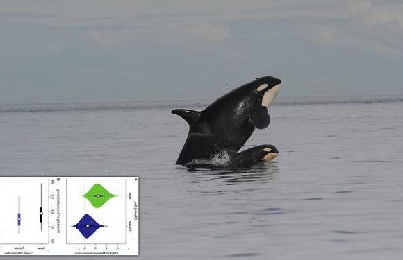 Killer whales are less likely to have more offspring after raising boy