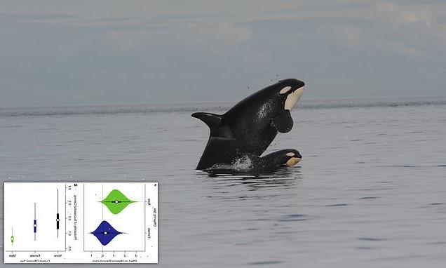 Killer whales are less likely to have more offspring after raising boy