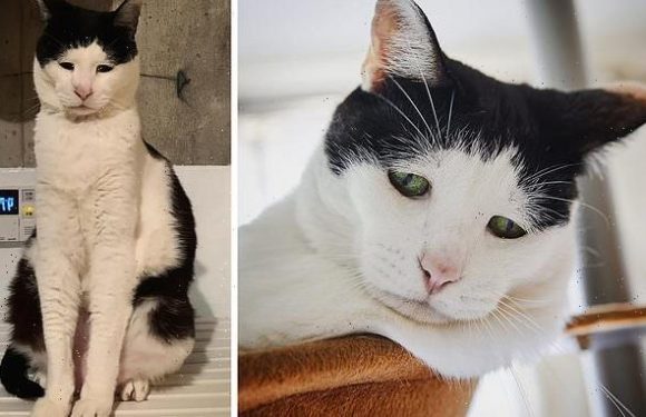 Melancholic moggy is named the world's saddest cat by adoring fans