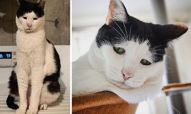 Melancholic moggy is named the world's saddest cat by adoring fans