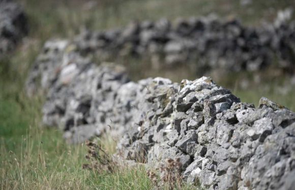 Owl uses dry stone wall as the perfect camouflage – can you see it? | The Sun