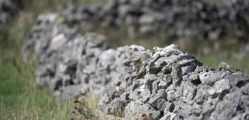 Owl uses dry stone wall as the perfect camouflage – can you see it? | The Sun