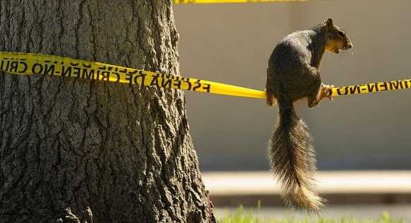 Police force training drug-sniffing squirrels to join elite narcotics division