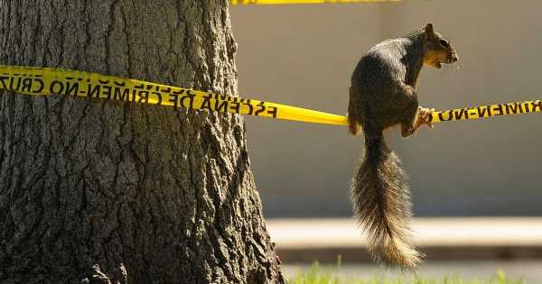 Police force training drug-sniffing squirrels to join elite narcotics division