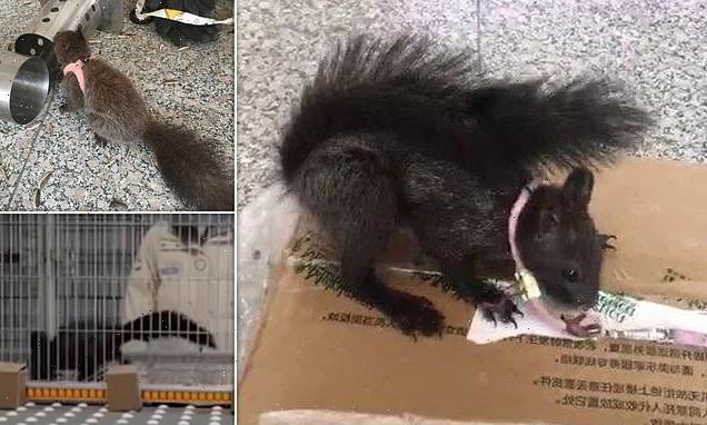 Police in China have trained six SQUIRRELS to detect drugs