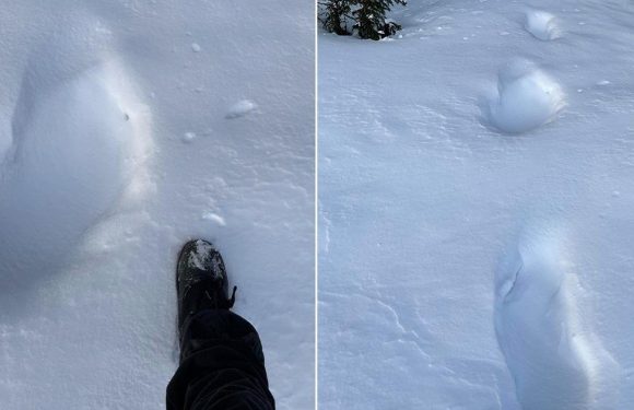 Possible ‘Bigfoot tracks’ found in snow three times bigger than human foot