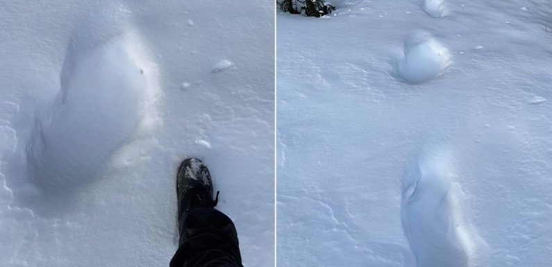 Possible ‘Bigfoot tracks’ found in snow three times bigger than human foot