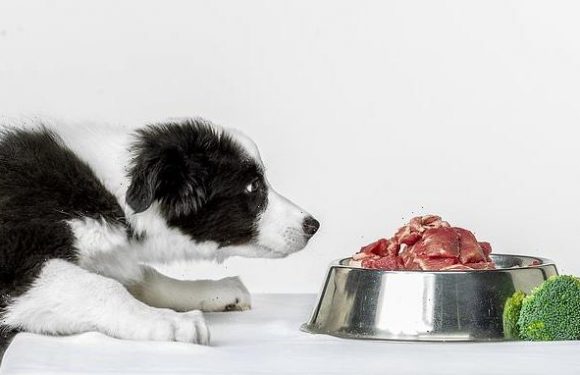 Puppies fed bones 'less likely to have gut issues when they're older'