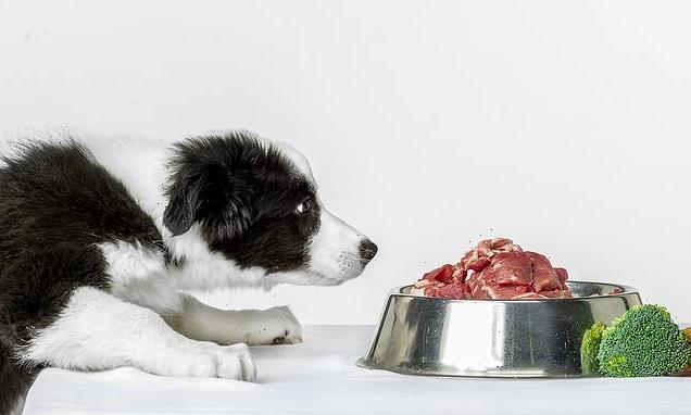 Puppies fed bones 'less likely to have gut issues when they're older'