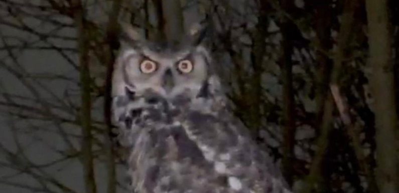 Randy psycho owl terrorising UK town and holding residents hostage with attacks