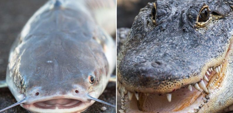 Scientists splice alligator DNA into fish to make ‘super mutant creatures’