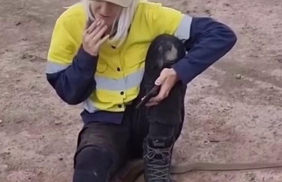 Tradie casually puffs on cigarette as highly-venomous snake wraps around legs