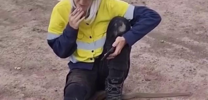 Tradie casually puffs on cigarette as highly-venomous snake wraps around legs