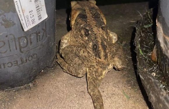 ‘Very rare’ five-legged toad discovered with extra limb hanging off its backside