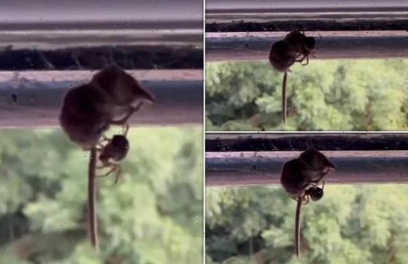 Watch as a noble false widow spider DEVOURS an unsuspecting shrew