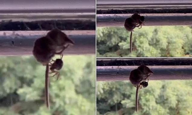 Watch as a noble false widow spider DEVOURS an unsuspecting shrew