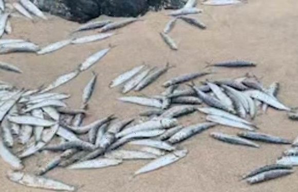 Why have hundreds of fish washed up dead on a Cornwall beach?