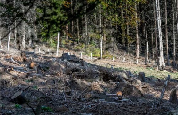 You could have the eyes of deer hunter if you can spot the stag lurking in this woodland optical illusion | The Sun