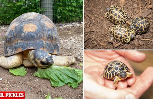 90-year-old tortoise named Mr. Pickles becomes a first-time dad