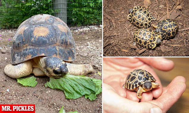 90-year-old tortoise named Mr. Pickles becomes a first-time dad