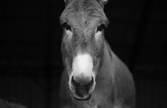 At Long Last, a Donkey Family Tree