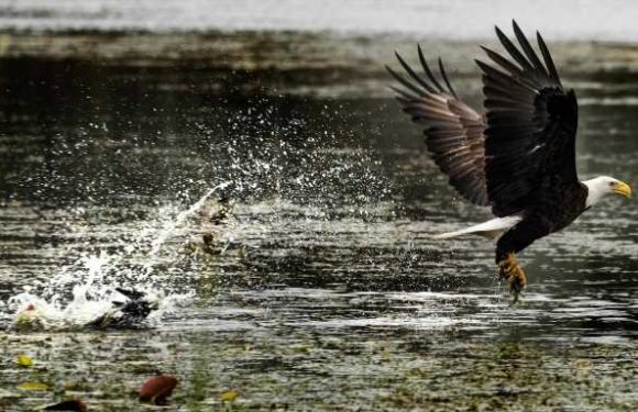 Avian influenza could dash bald eagle conservation progress, researchers fear