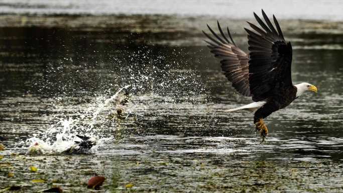Avian influenza could dash bald eagle conservation progress, researchers fear