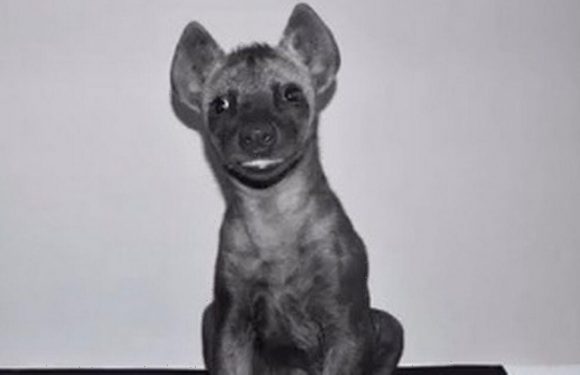 Bloke buying dog mortified to discover he’s been sold a ‘laughing’ hyena cub