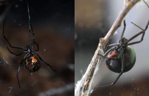 Brown Widows Are Winning the Fight for Your Attic and Garage