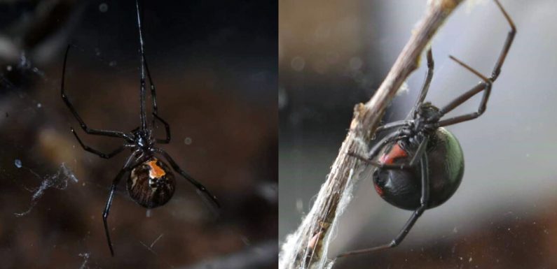 Brown Widows Are Winning the Fight for Your Attic and Garage