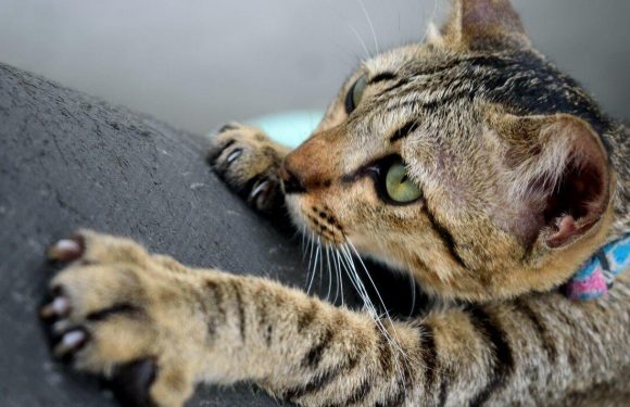 Cat disease that causes skin-blisters in humans discovered in Britain