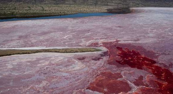 Deadly blood-red lake turns dead animals into eerie stone-like creatures