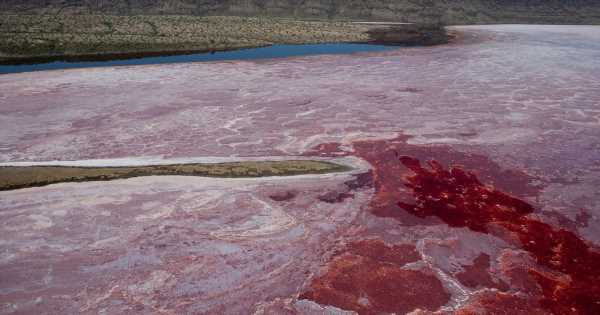 Deadly blood-red lake turns dead animals into eerie stone-like creatures