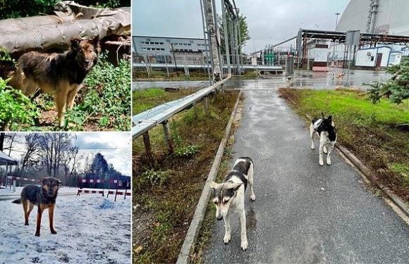 Dogs in Chernobyl are now genetically distinct thanks to radiation