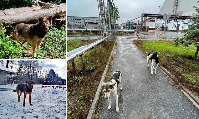 Dogs in Chernobyl are now genetically distinct thanks to radiation