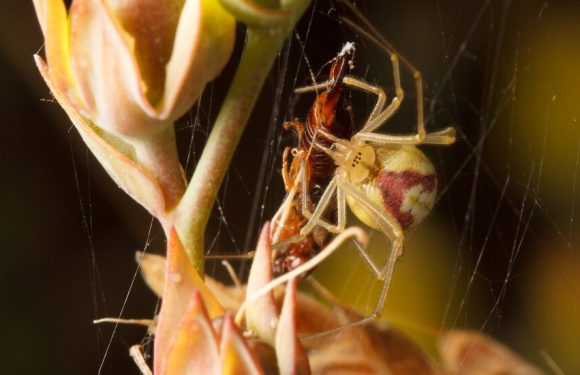 Eight-Legged Candy-Striper Killers Prowl Before the Sun Rises