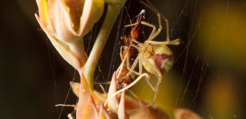 Eight-Legged Candy-Striper Killers Prowl Before the Sun Rises