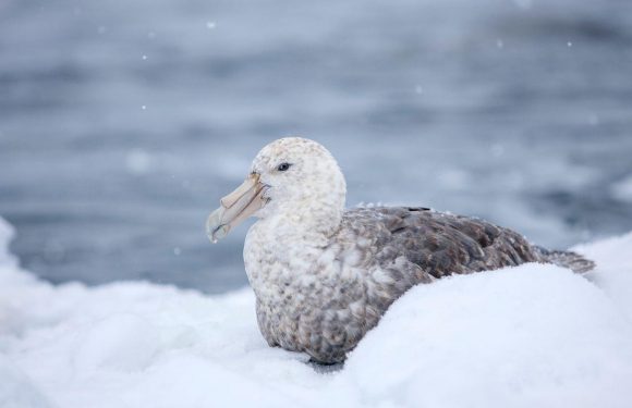 Extreme snow stops entire Antarctic seabird populations breeding