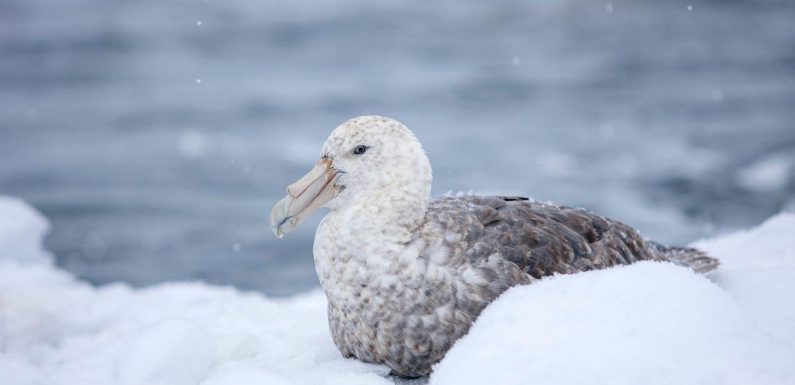 Extreme snow stops entire Antarctic seabird populations breeding