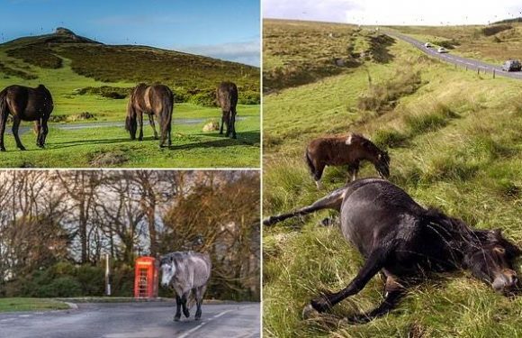 Fears for animals in Dartmoor after spike in ponies being hit by cars
