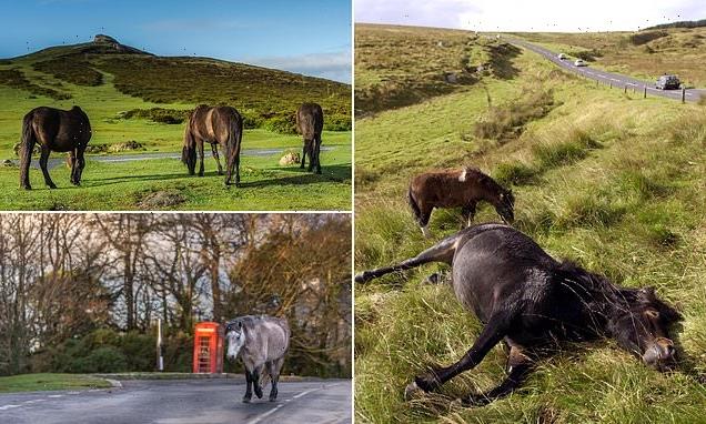 Fears for animals in Dartmoor after spike in ponies being hit by cars
