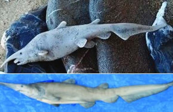 First goblin shark seen in the Med could have been a plastic toy