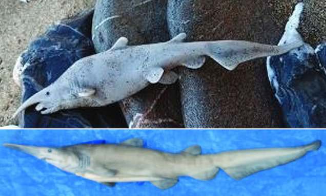 First goblin shark seen in the Med could have been a plastic toy