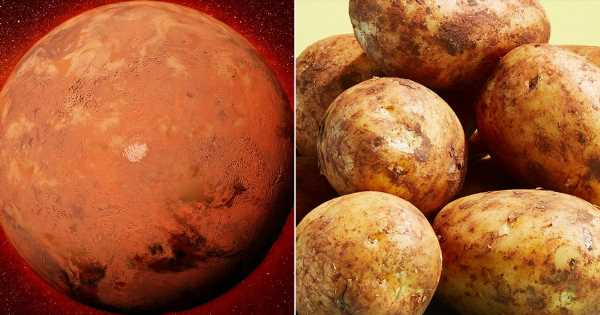 First human settlers on Mars may live in ‘potato homes’ made out of ‘space veg’