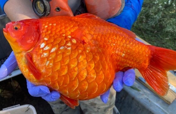 ‘Gangster goldfish’ cloning themselves in takeover after pets released in wild