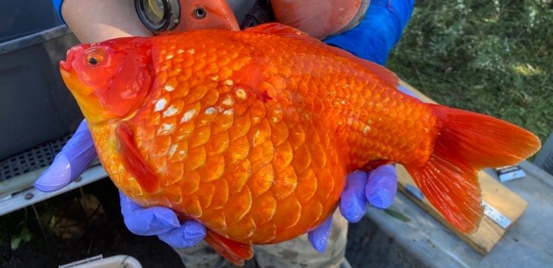 ‘Gangster goldfish’ cloning themselves in takeover after pets released in wild