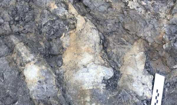 Giant meat-eating dinosaur footprint discovered on Yorkshire coastline