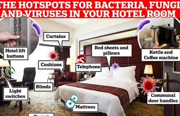 How filthy is YOUR hotel room? Bugs can be found almost everywhere